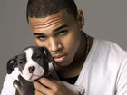 Chris Brown : chris-brown-1312897678.jpg