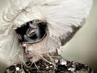 Lady Gaga : ladygaga_1289673140.jpg